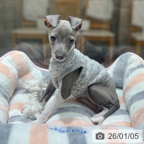 大阪府のイタリアングレーハウンド (ペットプラス 四條畷店/2025年10月20日生まれ/女の子/ブルーホワイト)の子犬の3枚目の画像
