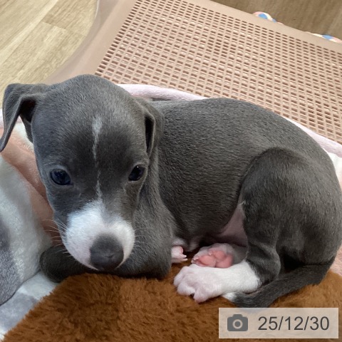 大阪府のイタリアングレーハウンド (ペットプラス 堺北花田店/2025年10月26日生まれ/男の子/ブルーホワイト)の子犬の4枚目の画像
