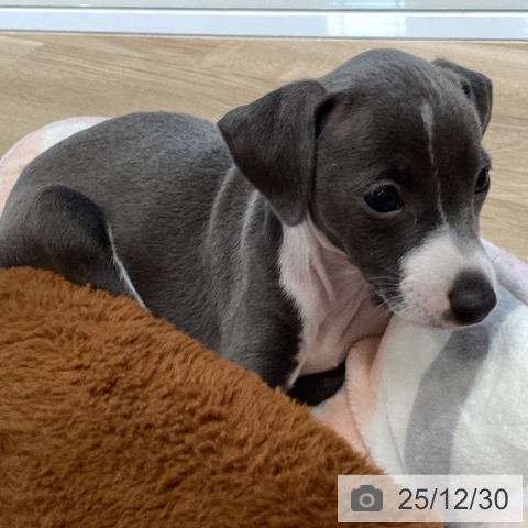 大阪府のイタリアングレーハウンド (ペットプラス 堺北花田店/2025年10月26日生まれ/男の子/ブルーホワイト)の子犬の3枚目の画像