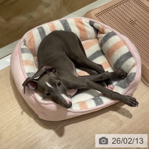 大阪府のイタリアングレーハウンド (ペットプラス 堺鉄砲町店/2025年10月26日生まれ/男の子/ブルーホワイト)の子犬の4枚目の画像