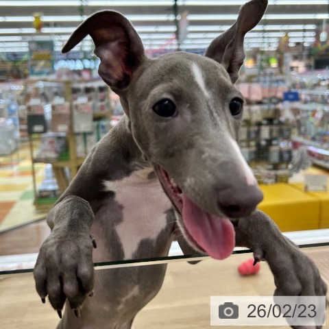 大阪府のイタリアングレーハウンド (ペットプラス 松原店/2025年10月26日生まれ/男の子/ブルーホワイト)の子犬の4枚目の画像