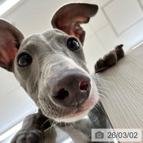 大阪府のイタリアングレーハウンド (ペットプラス 松原店/2025年10月26日生まれ/男の子/ブルーホワイト)の子犬の4枚目の画像