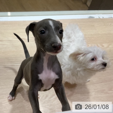 大阪府のイタリアングレーハウンド (ペットプラス 堺鉄砲町店/2025年10月26日生まれ/男の子/ブルーホワイト)の子犬の3枚目の画像