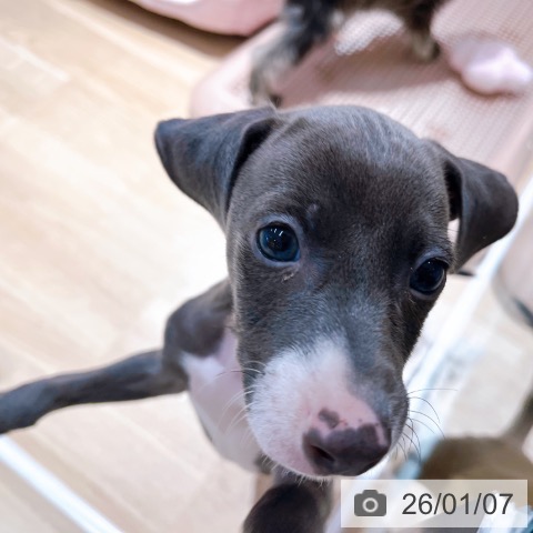 大阪府のイタリアングレーハウンド (ペットプラス イオン大日店/2025年10月26日生まれ/男の子/ブルーホワイト)の子犬の4枚目の画像