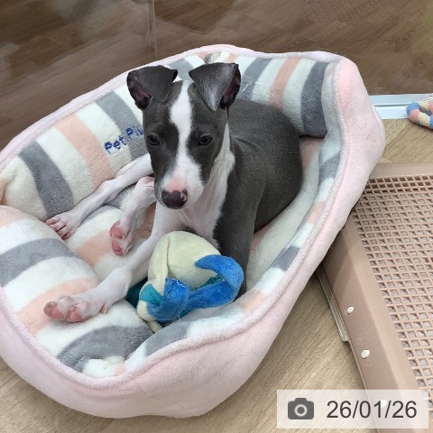 大阪府のイタリアングレーハウンド (ペットプラス りんくう泉南店/2025年10月26日生まれ/女の子/ブルーホワイト)の子犬の4枚目の画像