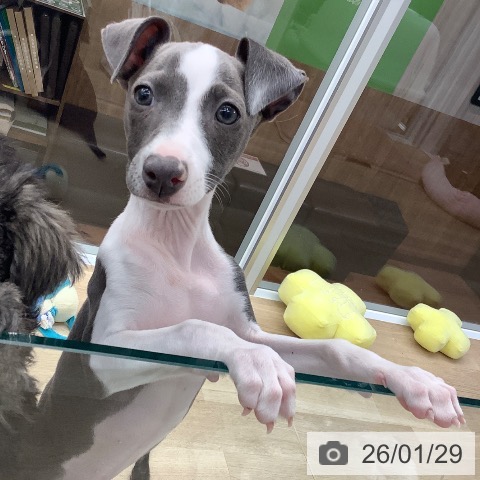 大阪府のイタリアングレーハウンド (ペットプラス りんくう泉南店/2025年10月26日生まれ/女の子/ブルーホワイト)の子犬の4枚目の画像