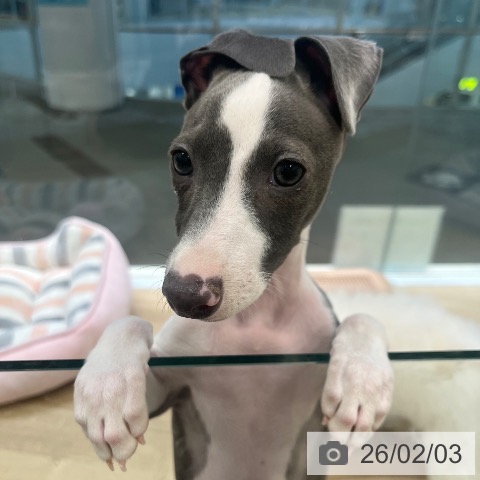 大阪府のイタリアングレーハウンド (ペットプラス 堺北花田店/2025年10月26日生まれ/女の子/ブルーホワイト)の子犬の4枚目の画像