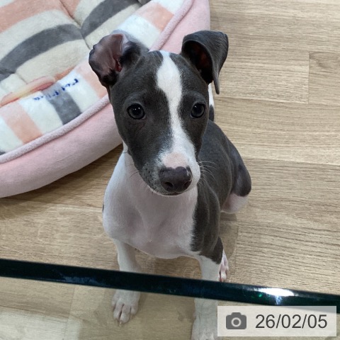 大阪府のイタリアングレーハウンド (ペットプラス 堺北花田店/2025年10月26日生まれ/女の子/ブルーホワイト)の子犬の4枚目の画像