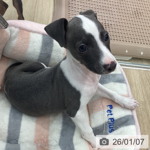 大阪府のイタリアングレーハウンド (ペットプラス りんくう泉南店/2025年10月26日生まれ/女の子/ブルーホワイト)の子犬の3枚目の画像