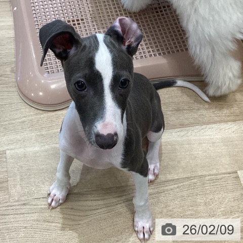 大阪府のイタリアングレーハウンド (ペットプラス 堺北花田店/2025年10月26日生まれ/女の子/ブルーホワイト)の子犬の4枚目の画像