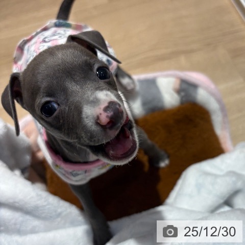 大阪府のイタリアングレーハウンド (ペットプラス イオン大日店/2025年10月26日生まれ/女の子/ブルーホワイト)の子犬の4枚目の画像