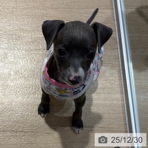 大阪府のイタリアングレーハウンド (ペットプラス イオン大日店/2025年10月26日生まれ/女の子/ブルーホワイト)の子犬の3枚目の画像