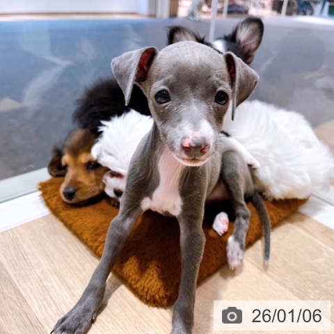 大阪府のイタリアングレーハウンド (ペットプラス イオン大日店/2025年10月26日生まれ/女の子/ブルーホワイト)の子犬の4枚目の画像