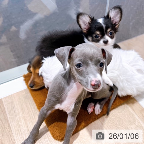 大阪府のイタリアングレーハウンド (ペットプラス イオン大日店/2025年10月26日生まれ/女の子/ブルーホワイト)の子犬の3枚目の画像