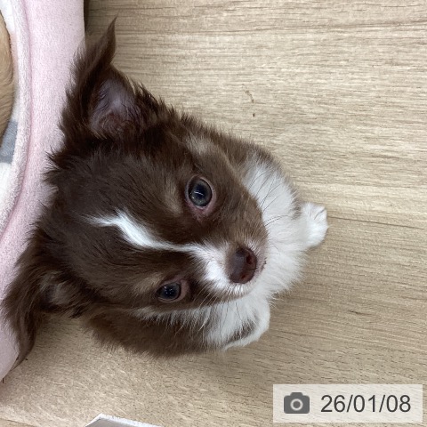 大阪府のチワワ(ロング) (ペットプラス りんくう泉南店/2025年10月26日生まれ/女の子/チョコレートクリームホワイト)の子犬の4枚目の画像