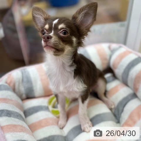 京都府のチワワ(ロング) (ペットプラス 醍醐店/2025年10月26日生まれ/女の子/チョコレートクリームホワイト)の子犬の4枚目の画像