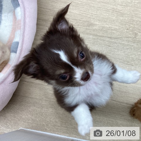 大阪府のチワワ(ロング) (ペットプラス りんくう泉南店/2025年10月26日生まれ/女の子/チョコレートクリームホワイト)の子犬の3枚目の画像