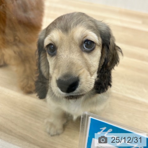 大阪府のミニチュアダックスフンド(ロング) (ペットプラス 松原店/2025年10月30日生まれ/男の子/シェーデットイエロー)の子犬の4枚目の画像