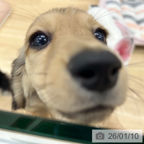 大阪府のミニチュアダックスフンド(ロング) (ペットプラス 松原店/2025年10月30日生まれ/男の子/シェーデットイエロー)の子犬の3枚目の画像