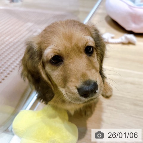 大阪府のミニチュアダックスフンド(ロング) (ペットプラス イオン大日店/2025年10月30日生まれ/男の子/シェーデットイエロー)の子犬の4枚目の画像