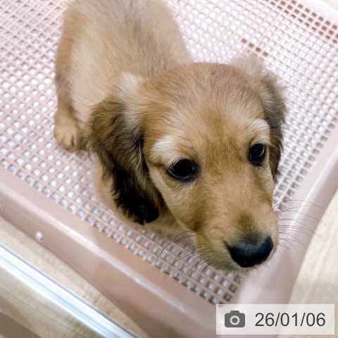 大阪府のミニチュアダックスフンド(ロング) (ペットプラス イオン大日店/2025年10月30日生まれ/男の子/シェーデットイエロー)の子犬の3枚目の画像