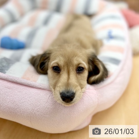 京都府のミニチュアダックスフンド(ロング) (ペットプラス 醍醐店/2025年10月30日生まれ/女の子/シェーデットイエロー)の子犬の4枚目の画像