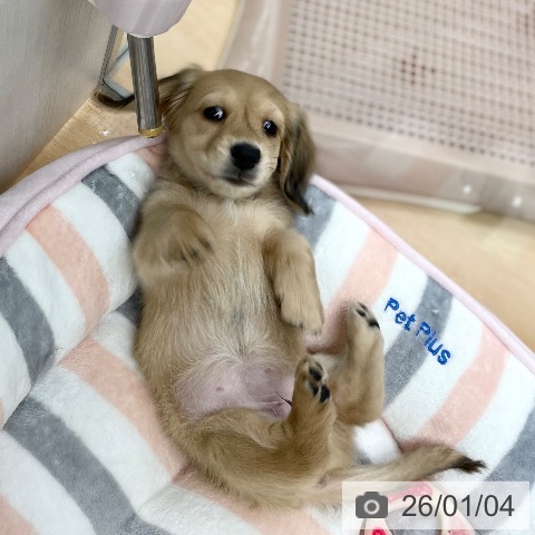 京都府のミニチュアダックスフンド(ロング) (ペットプラス 醍醐店/2025年10月30日生まれ/女の子/シェーデットイエロー)の子犬の3枚目の画像