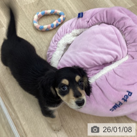 大阪府のミニチュアダックスフンド(ロング) (ペットプラス りんくう泉南店/2025年10月30日生まれ/女の子/ブラックイエロー)の子犬の3枚目の画像