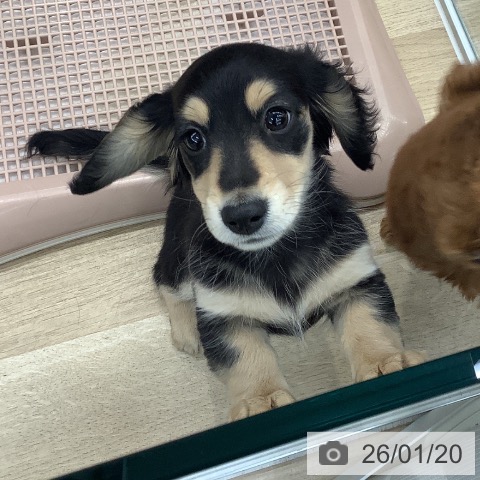 大阪府のミニチュアダックスフンド(ロング) (ペットプラス りんくう泉南店/2025年10月30日生まれ/女の子/ブラックイエロー)の子犬の3枚目の画像