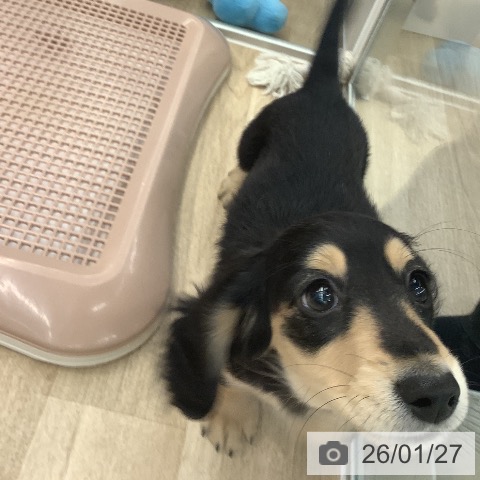 大阪府のミニチュアダックスフンド(ロング) (ペットプラス りんくう泉南店/2025年10月30日生まれ/女の子/ブラックイエロー)の子犬の3枚目の画像