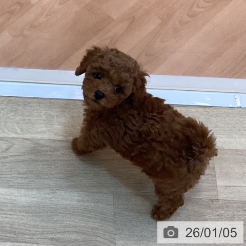 兵庫県のトイプードル(トイ) (ペットプラス 姫路大津店/2025年10月31日生まれ/男の子/レッド)の子犬の4枚目の画像