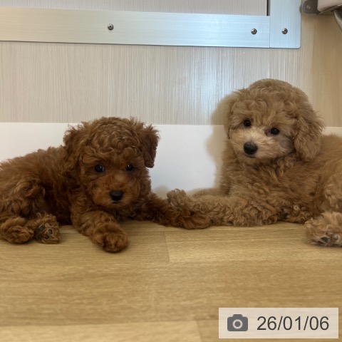 兵庫県のトイプードル(トイ) (ペットプラス 姫路大津店/2025年10月31日生まれ/男の子/レッド)の子犬の3枚目の画像