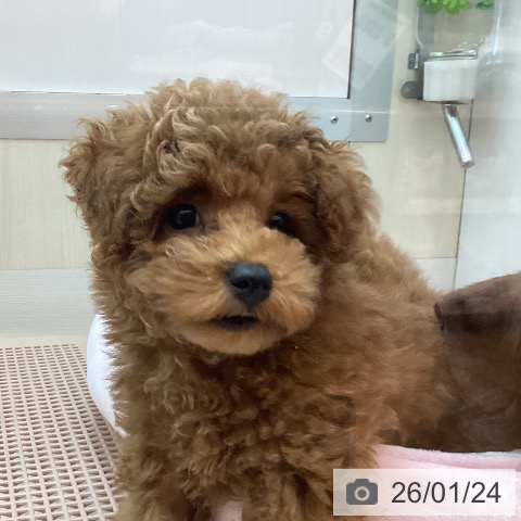 兵庫県のトイプードル(トイ) (ペットプラス 姫路大津店/2025年10月31日生まれ/男の子/レッド)の子犬の3枚目の画像