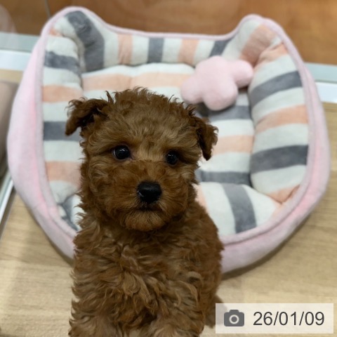 大阪府のトイプードル(トイ) (ペットプラス 四條畷店/2025年10月31日生まれ/女の子/レッド)の子犬の4枚目の画像