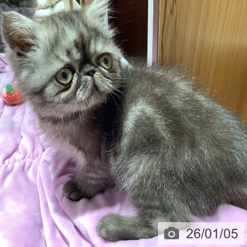 エキゾチック・ショートヘアの写真