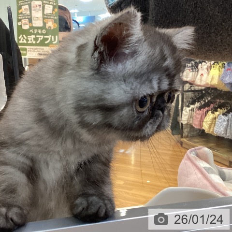 エキゾチック・ショートヘアの写真