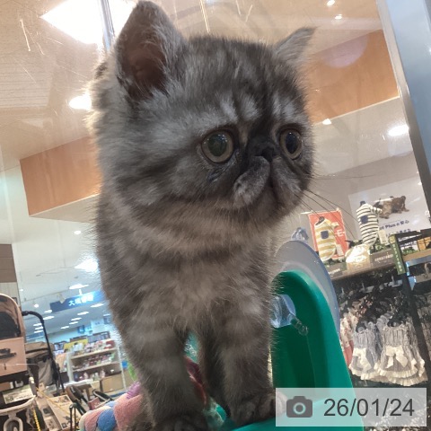 エキゾチック・ショートヘアの写真