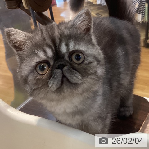 エキゾチック・ショートヘアの写真