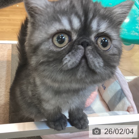 エキゾチック・ショートヘアの写真