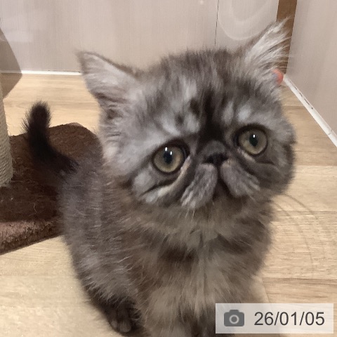 エキゾチック・ショートヘアの写真