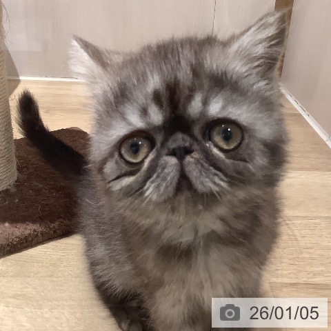 大阪府のエキゾチックショートヘアー (ペットプラス 鶴見店/2025年10月29日生まれ/女の子/ブラックスモーク)の子猫の4枚目の画像