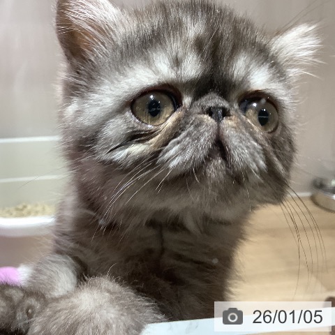 大阪府のエキゾチックショートヘアー (ペットプラス 鶴見店/2025年10月29日生まれ/女の子/ブラックスモーク)の子猫の3枚目の画像