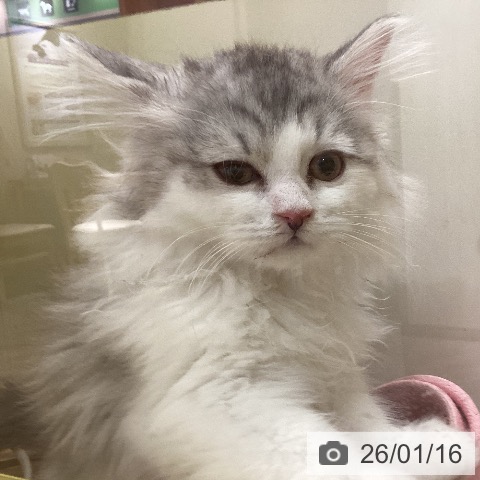 岡山県のラガマフィン (ペットプラス 岡山店/2025年10月24日生まれ/男の子/シルバータビーホワイト)の子猫の3枚目の画像