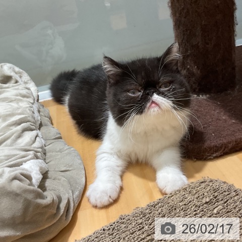 奈良県のエキゾチックショートヘアー (ペットプラス 大和郡山店/2025年10月30日生まれ/女の子/ブラックホワイト)の子猫の4枚目の画像