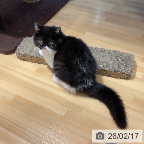 奈良県のエキゾチックショートヘアー (ペットプラス 大和郡山店/2025年10月30日生まれ/女の子/ブラックホワイト)の子猫の3枚目の画像