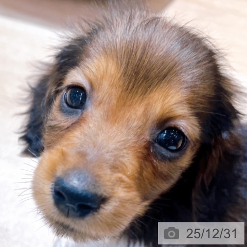 大阪府のミニチュアダックスフンド(ロング) (ペットプラス イオン大日店/2025年10月29日生まれ/男の子/レッド)の子犬の4枚目の画像