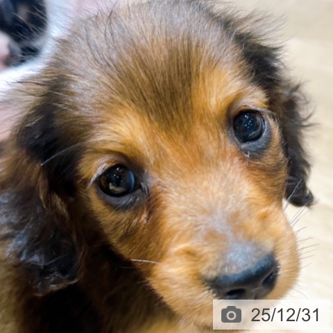 大阪府のミニチュアダックスフンド(ロング) (ペットプラス イオン大日店/2025年10月29日生まれ/男の子/レッド)の子犬の3枚目の画像