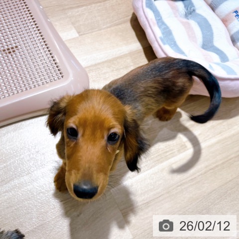 大阪府のミニチュアダックスフンド(ロング) (ペットプラス イオン大日店/2025年10月29日生まれ/男の子/レッド)の子犬の4枚目の画像