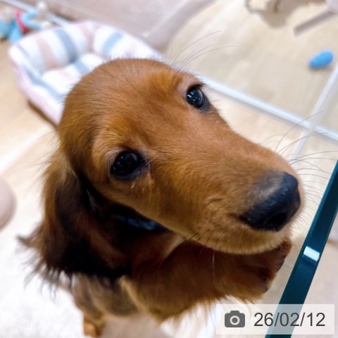 大阪府のミニチュアダックスフンド(ロング) (ペットプラス イオン大日店/2025年10月29日生まれ/男の子/レッド)の子犬の3枚目の画像