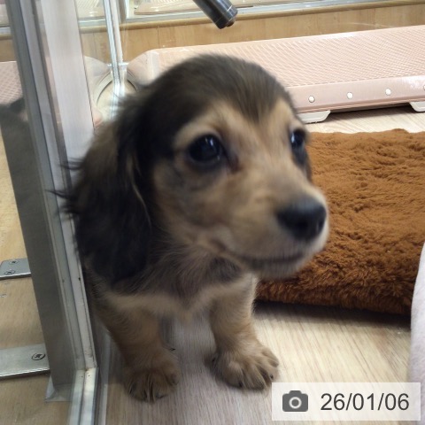 大阪府のミニチュアダックスフンド(ロング) (ペットプラス ららぽーと和泉店/2025年10月29日生まれ/男の子/レッド)の子犬の4枚目の画像